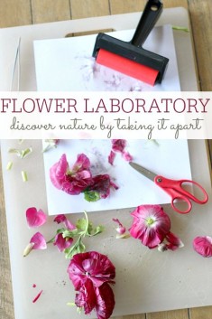 Flower Lab – Explore With Nature Activity
