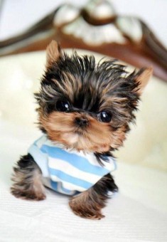 12 Teeny Tiny Puppies You Must See Now